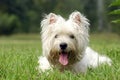 West highland white terrier Royalty Free Stock Photo