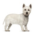 West Highland White Terrier, 2 years old Royalty Free Stock Photo