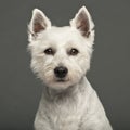 West Highland White Terrier, 2 years old Royalty Free Stock Photo