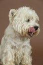 West Highland White terrier, 3 years old Royalty Free Stock Photo