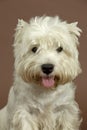 West Highland White terrier, 3 years old