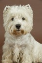 West Highland White terrier, 3 years old Royalty Free Stock Photo