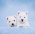 West Highland White Terrier Royalty Free Stock Photo