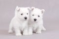 West Highland White Terrier Royalty Free Stock Photo