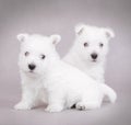 West Highland White Terrier Royalty Free Stock Photo