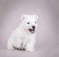 West Highland White Terrier Royalty Free Stock Photo