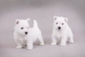 West Highland White Terrier Royalty Free Stock Photo