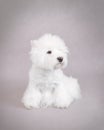 West Highland White Terrier Royalty Free Stock Photo
