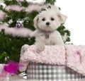 West Highland White Terrier, 6 years old Royalty Free Stock Photo