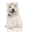 West Highland White Terrier (6 years old) Royalty Free Stock Photo