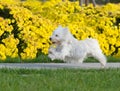 West Highland White Terrier Royalty Free Stock Photo
