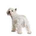 West Highland White Terrier () Royalty Free Stock Photo