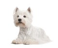 West Highland White Terrier ()