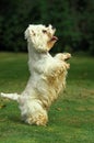 West Highland White Terrier, Adult playing, Standing on Hind Legs Royalty Free Stock Photo