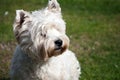 West highland White Terrier