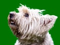 The West Highland White Terrier is a breed of dog known for its great exuberance, despite its small size.