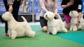 A West Highland White Terrier breed dog at a dog show for comparison in the ring. Selective focus