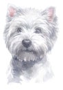 Water colour painting portrait of White Terrier 128