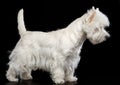 West highland white terrier Dog on Black Background Royalty Free Stock Photo
