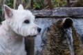 West Highland White Terrier Dog Breed drinking in fountain water in park outdoors Royalty Free Stock Photo