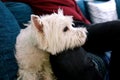 West Highland White Terrier dog enjoys company of his owner sitting on couch together and petting lovely dogs. Royalty Free Stock Photo