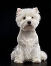 West highland white terrier Dog Isolated on Black Background Royalty Free Stock Photo