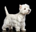 West highland white terrier Dog Isolated on Black Background Royalty Free Stock Photo