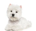 West highland white terrier Dog Isolated on white Background Royalty Free Stock Photo