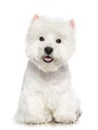 West highland white terrier Dog Isolated on white Background Royalty Free Stock Photo