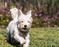 West Highland White Terrier dog Running on Green Grass Royalty Free Stock Photo
