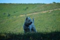 West Highland White Terrier Dog Playing In The Meadows Of The Mountains Of Galicia. Travel Animals Nature. Royalty Free Stock Photo