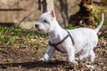 West Highland White Terrier dog is running Royalty Free Stock Photo