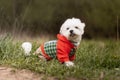 west highland white terrier dog sitting in clothers