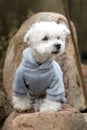 west highland white terrier dog sitting on a stone in clothers