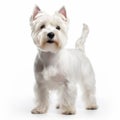 West Highland White Terrier Isolated On White Background Full Body Shot