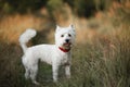 West terrier dog standing in the field Royalty Free Stock Photo