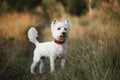 West terrier dog standing in the field Royalty Free Stock Photo