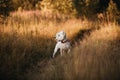 West terrier dog standing in the field Royalty Free Stock Photo