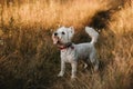 West terrier dog standing in the field Royalty Free Stock Photo