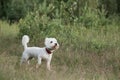 West terrier dog standing in the field Royalty Free Stock Photo