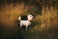 West terrier dog standing in the field Royalty Free Stock Photo