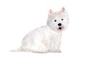 West Highland White Terrier. Dog. Watercolor illustration.