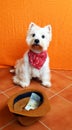 West highland white terrier dog westie sits and asks, hat with money in front of it. White dog beggar Royalty Free Stock Photo