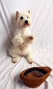 West highland white terrier dog westie sits on its hind legs and asks, hat with money in front of it. funny photo Royalty Free Stock Photo
