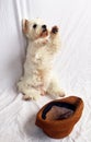West highland white terrier dog westie sits on its hind legs and asks, hat with money in front of it. White dog beggar, Royalty Free Stock Photo