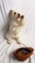 West highland white terrier dog westie sits on its hind legs and asks, hat with money in front of it. White dog beggar, funny Royalty Free Stock Photo