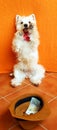 West highland white terrier dog westie sits on its hind legs and asks, hat with money in front of it. White dog beggar, funny Royalty Free Stock Photo