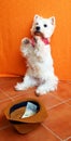 West highland white terrier dog westie sits on its hind legs and asks, hat with money in front of it. White dog beggar Royalty Free Stock Photo