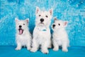 West Highland White Terrier dogs puppies family on blue background
