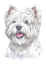 West Highland white Terrier Dogs water colour 013